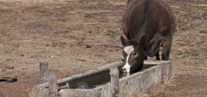 Fill your livestock troughs during droughts